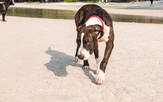 Photo une longueur complète d'un chien sur la plage