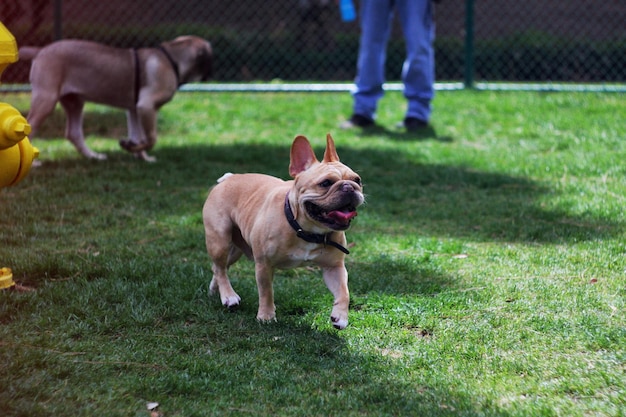 Longueur complète du bulldog français sur le terrain dans un parc public
