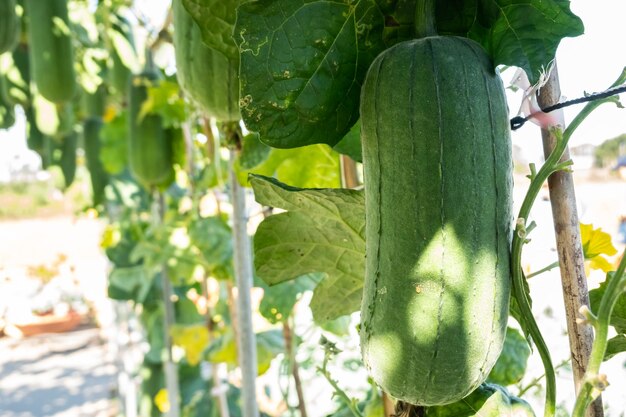 Photo le loofah est accroché à la ferme.