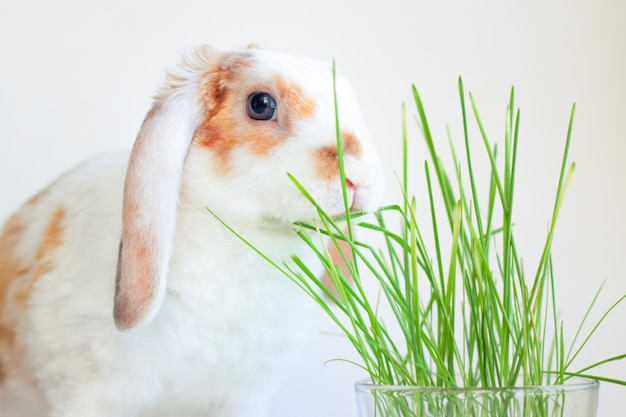 Lop oreille domestique petit lapin de couleur rouge et blanc mâchant de l&#39;herbe verte