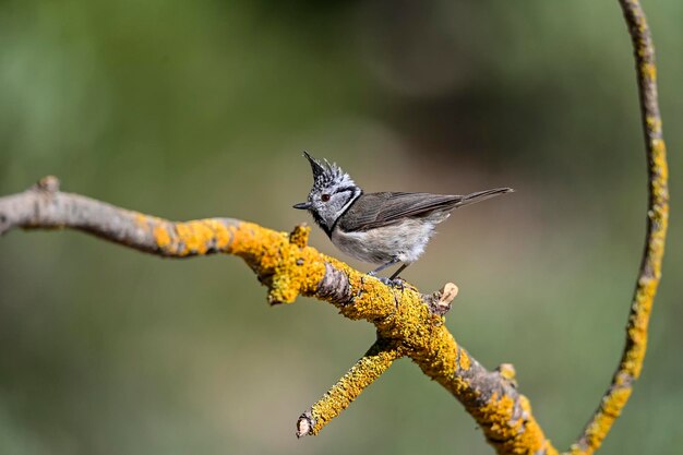 Lophophanes cristatus la mésange bleue est une espèce de passereau de la famille des paridae