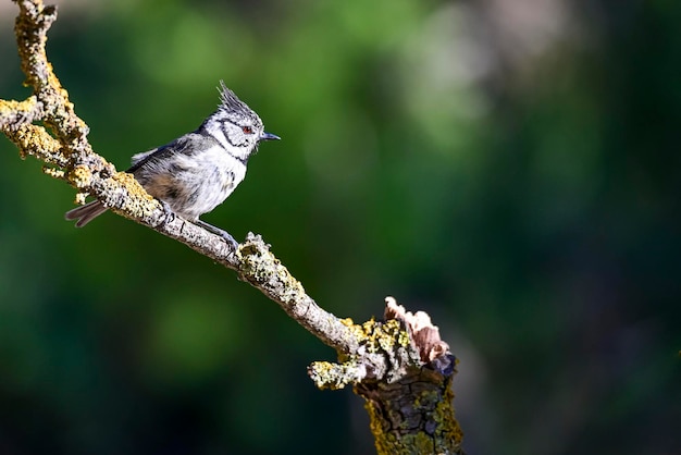 Lophophanes cristatus La mésange bleue est une espèce de passereau de la famille des Paridae