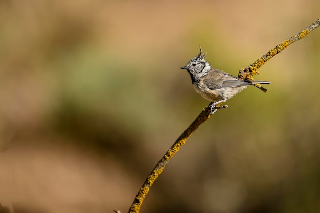 Lophophanes cristatus La mésange bleue est une espèce de passereau de la famille des Paridae