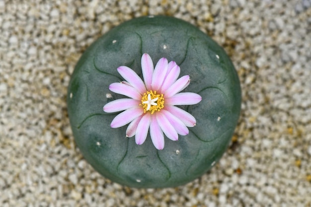 Lophophora fredicii avec fleur de fleur rose