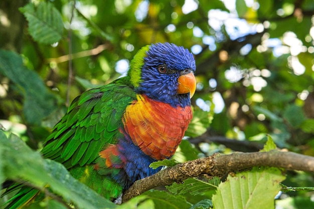 Lori dans le feuillage des espèces de perroquets colorés