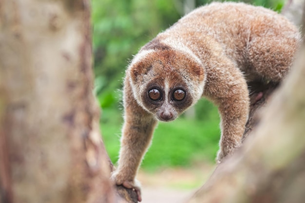 Photo loris lent avec de beaux yeux