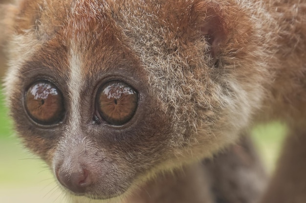 loris lent avec de beaux yeux