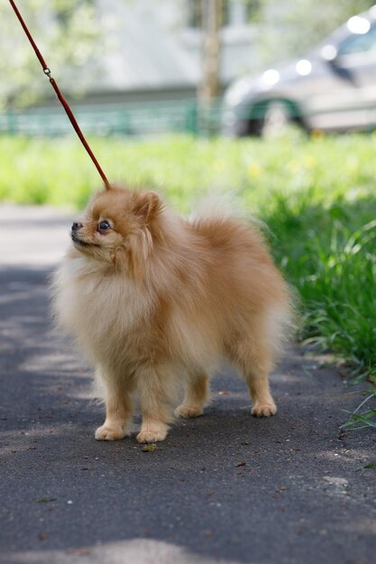 lors d'une promenade, un chien poméranien demande un délicieux