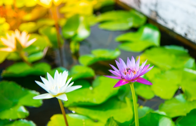 Lotus sur bassin avec abeille à la fleur