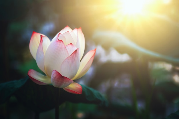 Lotus de beauté en fleurs dans l&#39;étang avec le lever du soleil