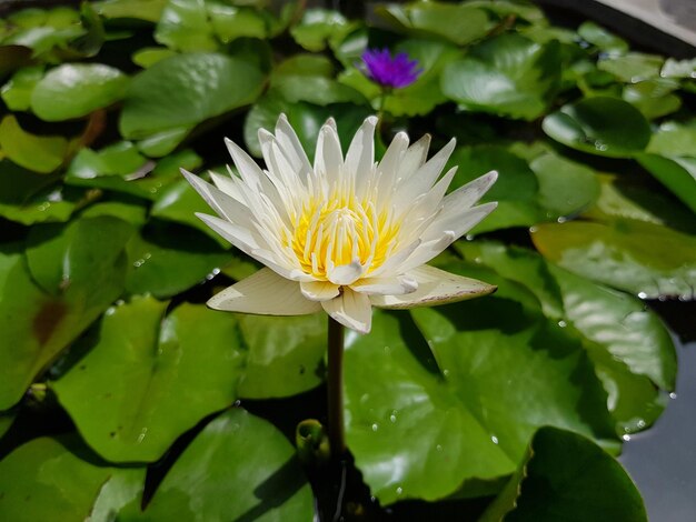 Le lotus blanc au milieu est si beau