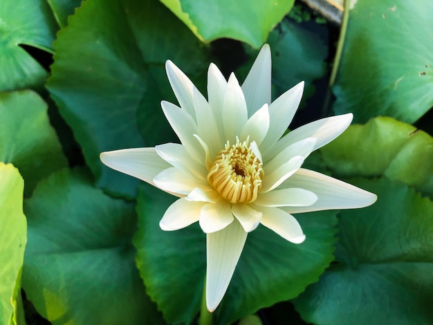 Le lotus blanc commence à fleurir magnifiquement