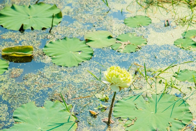 Lotus blanc sur étang