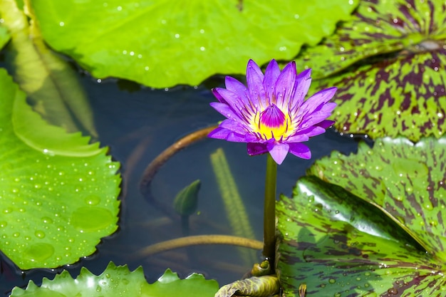 Le lotus blanc fleurissant dans l'étang et la feuille de lotus verte avec des gouttes d'eau