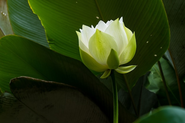 Lotus blanc fleurissant