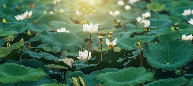 Lotus blanc et fond de feuille verte