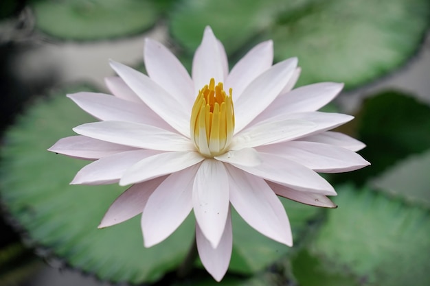 lotus blanc frais avec pistil jaune sur piscine naturelle avec des feuilles vertes