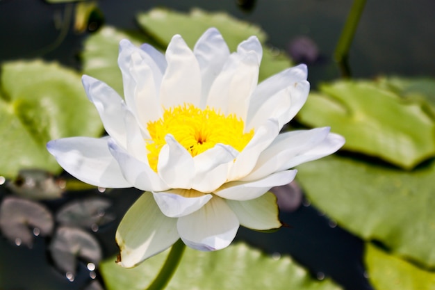 Lotus blanc Gigantea Albert de Lestang (Nymphaeaceae)