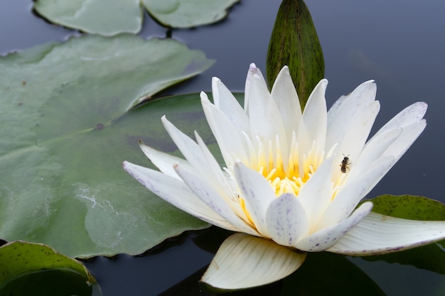 Photo lotus blanc naturel dans l'étang