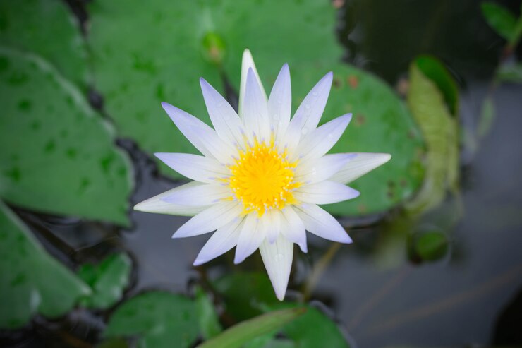 Lotus blanc avec pollen jaune à la surface de l'étang