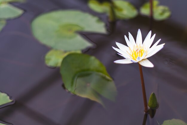 lotus blanc rose en fleurs