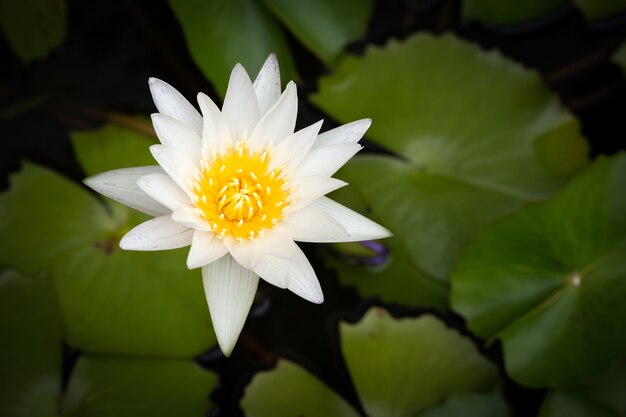 Lotus blanc