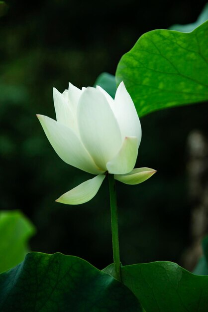 Lotus blancs fleurissant en été