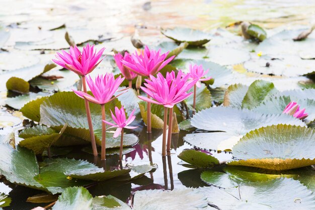 Lotus dans un étang