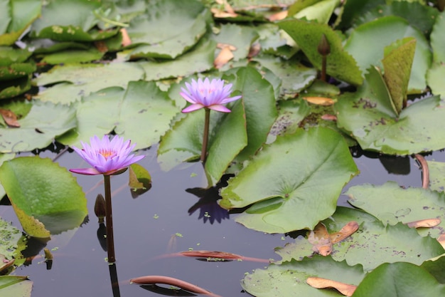 lotus dans l'étang