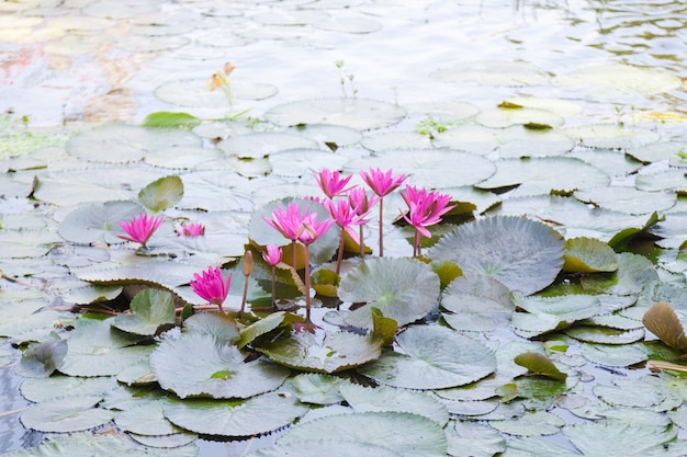 Lotus dans un étang