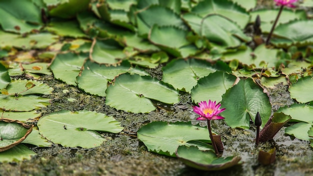 Lotus dans le lac de lotus