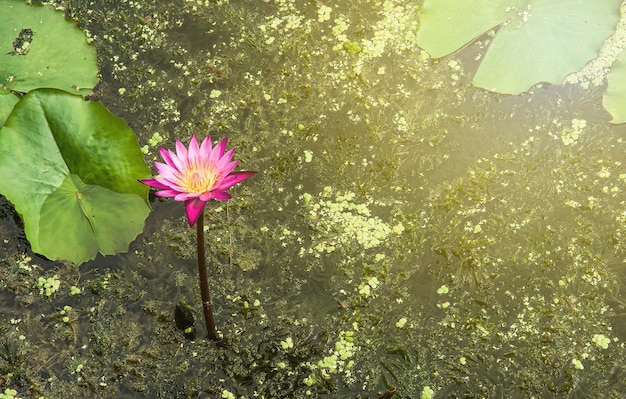 Lotus dans le lac de lotus