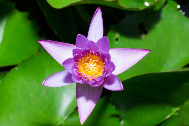 Lotus dans la piscine