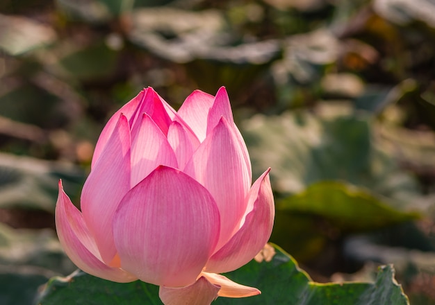 Lotus est en fleurs et la lumière du matin