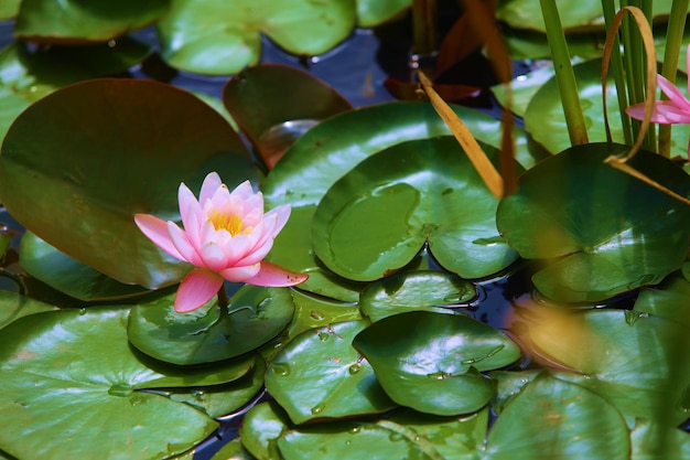 le lotus est une très belle fleur qui pousse comme un nénuphar rose dans un étang et a un parfait