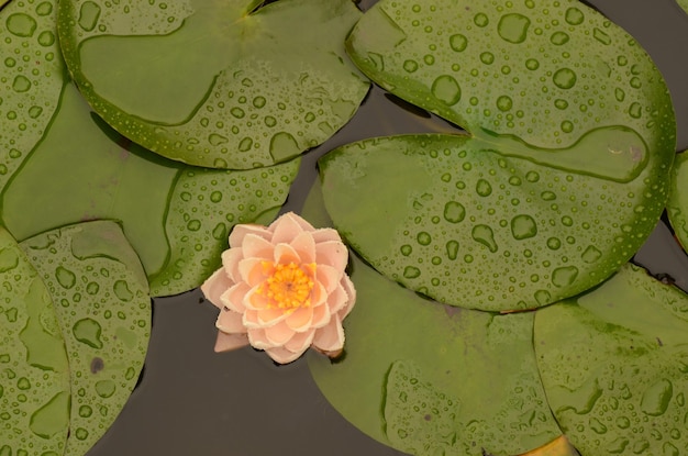 Photo lotus d'étang alias lily pads ou lily d'eau