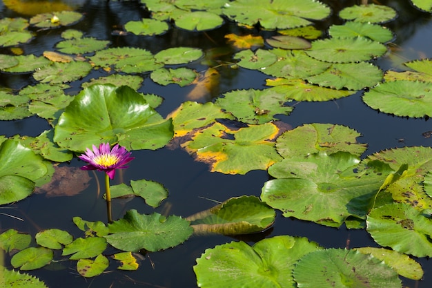 Lotus et étangs de lotus.