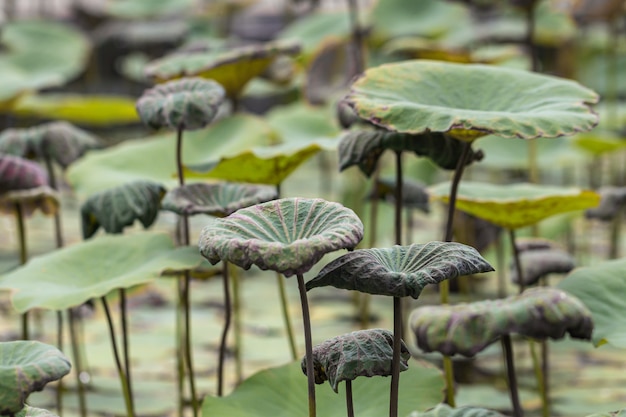 Lotus feuille verte dans le fond de l'étang.