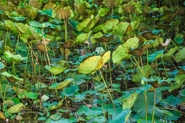 Lotus et feuilles de lotus en forêt