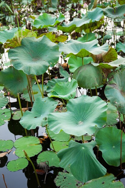 Le lotus à feuilles de lotus.