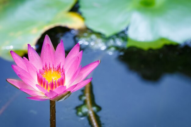 Lotus fleuri rose soirée