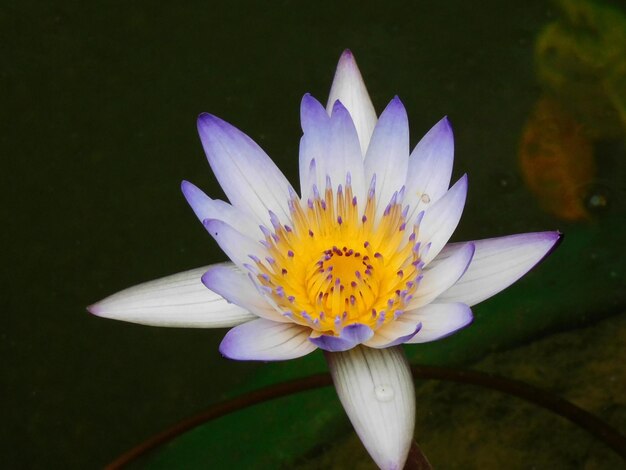 Le lotus en fleurs