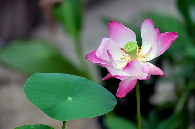 lotus en fleurs