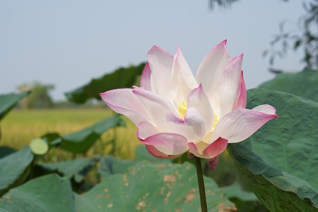 Lotus de fond dans la rivière