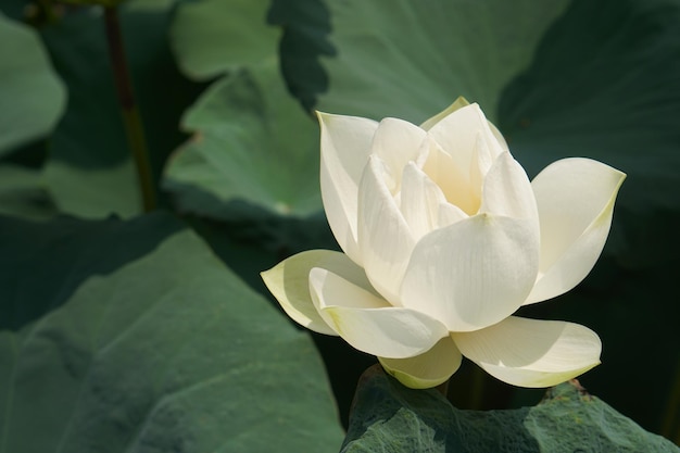 Lotus de fond dans la rivière