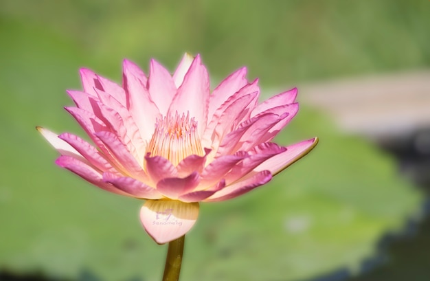 Lotus sur un fond rose