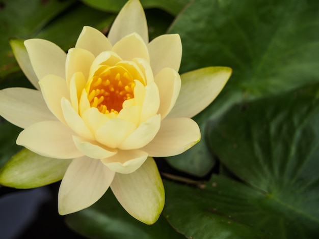 lotus jaune dans l&#39;étang