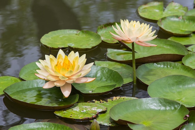 Lotus jaune dans le jardin