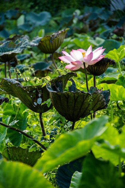 Lotus et lotus dans le lot