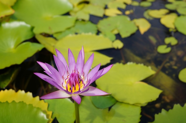 Lotus - Nelumbo Nucifera - Gros plan